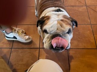 Can you lick your nose? Bradley the bulldog.